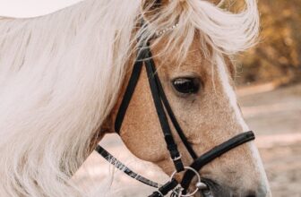 Which Is Higher for Allergic reactions, P – Vacuum Warehouse